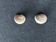 #0022 Pair of Carnifex Newkerryi, Utah, approx. 9mm Land snail shells