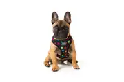 Space Raiders X-Small FuzzYard Dog Harness - 25 to 32cm Chest / 22cm Neck