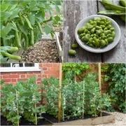 Bean Broad - Coles Dwarf seeds