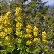 Gentian Yellow seeds