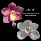 Cymbidium flasks of GB2309 Memorial Flame ‘Enchant’ x Joanstar ‘Sensuous’