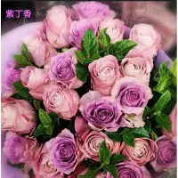 在飛比找蝦皮購物優惠-玫瑰天地 3吋品種玫瑰苗 一箱最多8盆 紫丁香
