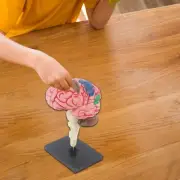 Brain Model 4D Disassembled Education Display Educational Tool Anatomical Model