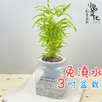 在飛比找蝦皮商城優惠-【小品文化】三爪金龍【現貨】3吋糖果免澆水盆栽 懶人盆栽 觀