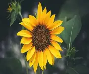 SINGLE SUNFLOWER COMPUTER MOUSE PAD OR HOT PAD 7 x 9
