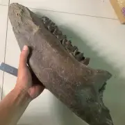 3090 grams of exquisite mammalian tooth