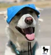 Dog Outdoor Pet Hat Blue Adjustable LoveWally Authentic USA Seller Sizes S M L