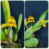 在飛比找蝦皮購物優惠-【蘭蕨雨林】Maxillaria variabilis，多色