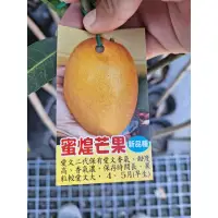 在飛比找蝦皮購物優惠-★綠霖園藝★蜜煌芒果 嫁接苗 高度70公分 新興果樹/水果樹