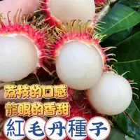 在飛比找蝦皮購物優惠-🍓免運附發票🍓【紅毛丹種子種球】紅毛丹果 荔枝味紅毛丹 四季