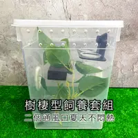 在飛比找蝦皮購物優惠-【閃電聯盟】樹棲 守宮飼養套組 樹棲盒 R屬守宮 睫角守宮 