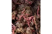 Composting Worms - 2000 (500g. approx.)