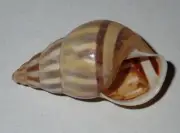 32 mm GREAT Amphidromus Quadrasi Land Snail Shell #AB3 From Bugsuk Island