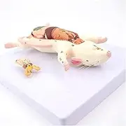 CHROX PVC Learning Model, Animal Anatomy Model Mouse Anatomy Model Mouse Anatomy Model The Anatomical Structure Model of Mouse Organs for Medicine