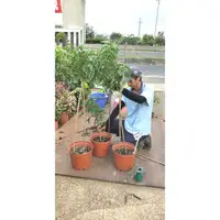 在飛比找蝦皮購物優惠-元茂園藝中壢高鐵南路園區/南非樹紫藤/觀賞盆栽/5年盆栽