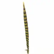 30" to 32" Reeves Pheasant Tail Feather - Yellow