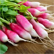 Radish - French Breakfast seeds