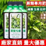 【臺灣出貨】蕨類專用肥 鹿角蕨肥料 桫欏肥料 鐵綫蕨 有機肥 金絲蕨 營養液 雷電鹿角蕨 狗毛蕨 緩釋 鹿角蕨類