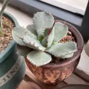 8CM Succulent Agave Plant Agave Flexispina Agavaceae Home Garden Beautiful Plant
