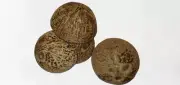 Coconut Shell Natural Eco Friendly Halves Ceylon Handmade Organic 100% 4 piece