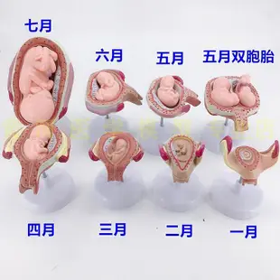 妊娠胚胎發育模型 計劃生育模型 妊娠胚胎發育過程模型（8件/套）