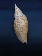 Large voluta Ericusa sowerbyi Volute sea shell. 8.5" Collector home decor #12865