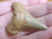 (s1033) Big 2" ANGUSTIDENS Collector SHARK TOOTH fossil specimen I love sharks