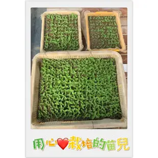 【朝哥菜圃】澎湖冰花 /大量採購/限定24或32盒，特殊栽種 優質農產品 前3位下單，多送你一盒！