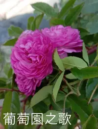 在飛比找露天拍賣優惠-(缺貨中)花花世界_玫瑰苗--葡萄園之歌,--淡紫色小輪強香
