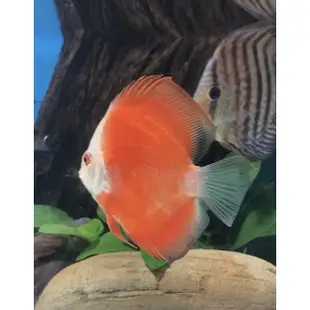 超美❤️ 綜合七彩神仙飼料 活餌飼料 七彩神仙魚 天子藍七彩 紅妃七彩 豹點七彩 七彩神仙魚 神仙魚