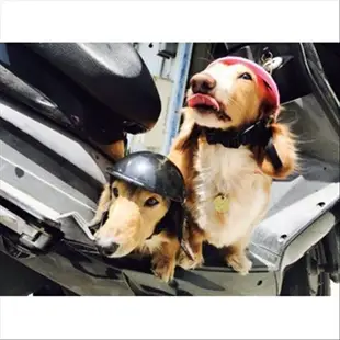 在台現貨 寵物安全帽 兜風必備 寵物 安全帽 機車 外出 帽子 臘腸狗 寵物配件 寵物帽【CH-05A-50006】