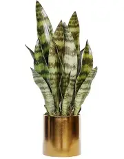 [Vicky Yao] Artificial Snake Plant in Golden Pot