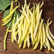 Butter Bean Cherokee Wax 30 Seeds Popular Dwarf stringless Yellow Bean Variety