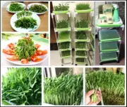 Tray Seedling Sprout Micro-greens Hydroponic Germination BPA Free AU Stock