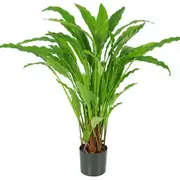 [Florabelle Living] Calathea Potted Bush