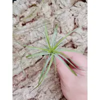 在飛比找蝦皮購物優惠-空鳳 亮綠多國花 Tillandsia stricta "L