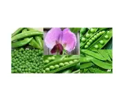 Boondie Seeds PEA 'Heirloom Mix' seeds