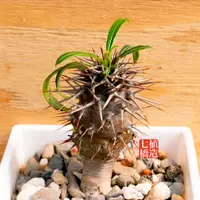 在飛比找蝦皮購物優惠-非洲霸王樹｜Pachypodium lamerei｜棒棰樹｜