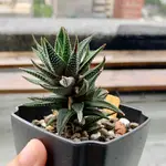 封面株 ｜一物一拍｜ HAWORTHIA 多肉  硬葉 ｜春之淡雪