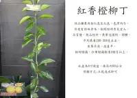 在飛比找Yahoo!奇摩拍賣優惠-心栽花坊-紅香橙柳丁/紅香橙/香吉士/嫁接苗/柑橘類/水果苗