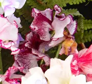 SWEET PEA 'Chocolate Streamer' seeds