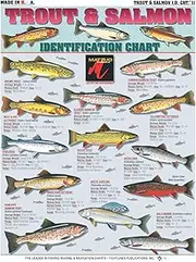 Trout and Salmon Identification #11 - Waterproof Quick Reference Guide | Portable & Built to Last | Double-Sided & Easy to Read | (Size, Weight, Location, Food Quality, and Coloring)