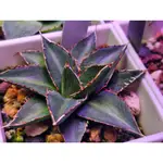 【綠色植緣】AGAVE HYBRID♕ 屜之雪X雲流  -交種實生唯一-封面為販售植株-龍舌蘭 / 多肉 / 嚴龍