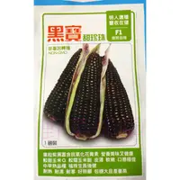 在飛比找蝦皮購物優惠-【萌田種子~】N13 黑寶甜珍珠玉米種子5公克 , 黑糯玉米