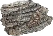 GARVALON Resin Trilobite Specimen for Decoration and Teaching Paleontological Ornament for Collecting and Science Projects