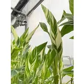 在飛比找蝦皮購物優惠-斑葉美人蕉 3吋盆苗 觀葉植物 雨林植物 耐陰植物 室內植物