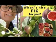 Buy Fig Fruit Trees in Australia [Category]