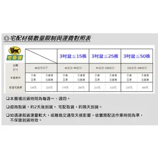 台農二號 兩性木瓜苗(組培苗)(3吋盆)