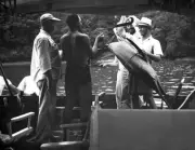Sailfish In Pinas Bay 1951 Old Fishing Photo