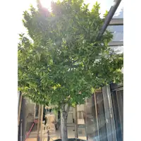 在飛比找蝦皮購物優惠-含笑花 老欉 樹高3.5M 年年開花茂盛